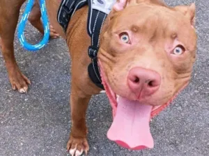 Cachorro raça Pit-Bull idade 2 anos nome Luck