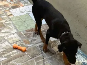 Cachorro raça SRD-ViraLata idade 2 a 6 meses nome Ted