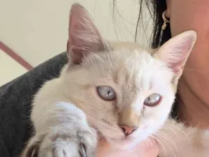 Gato raça SRD-ViraLata idade 2 a 6 meses nome Mika