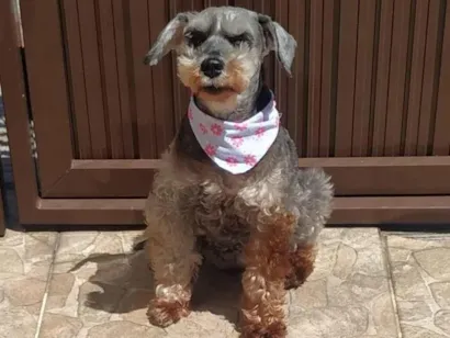 Cachorro raça Schnauzer idade 6 ou mais anos nome Sofia