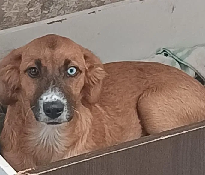 Cachorro raça SRD-ViraLata idade 7 a 11 meses nome Lara