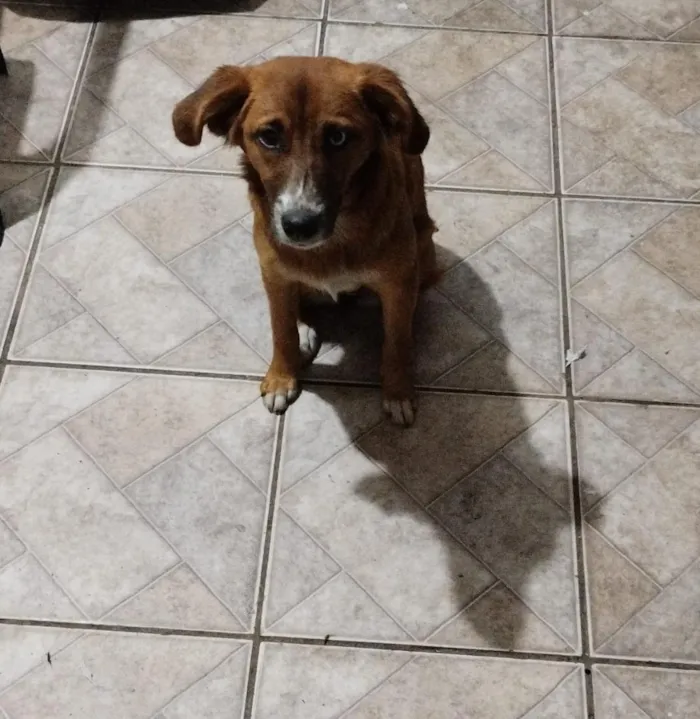 Cachorro raça SRD-ViraLata idade 7 a 11 meses nome Lara