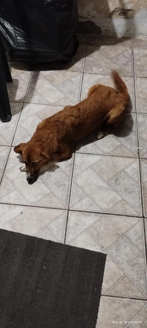 Cachorro raça SRD-ViraLata idade 7 a 11 meses nome Lara
