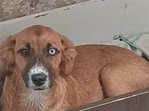 Cachorro raça SRD-ViraLata idade 7 a 11 meses nome Lara