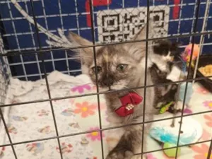 Gato raça SRD-ViraLata idade 2 a 6 meses nome Guida 