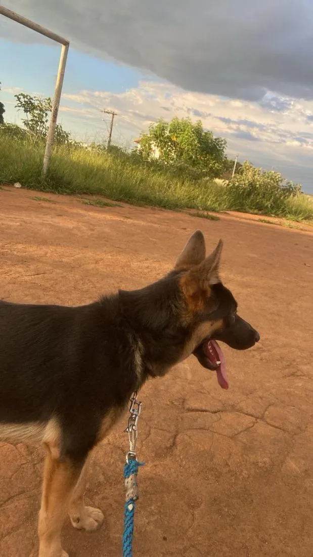 Cachorro raça Pastor Alemão idade 1 ano nome Ralf