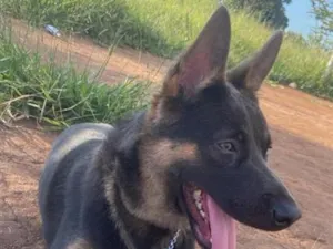 Cachorro raça Pastor Alemão idade 1 ano nome Ralf