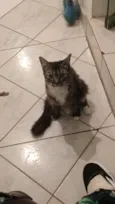 Cookie