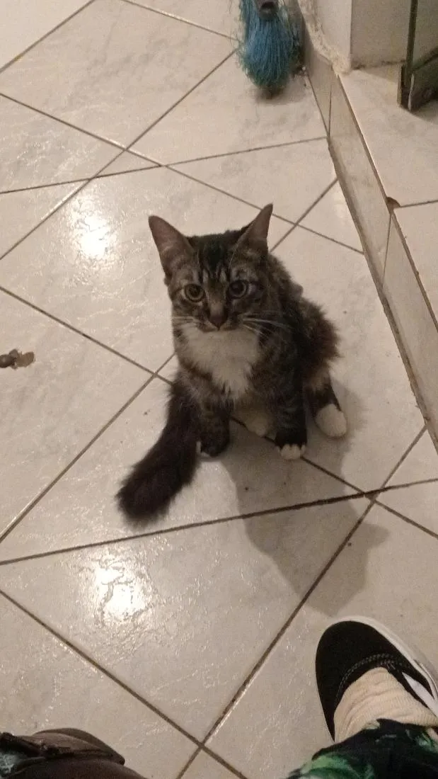 Gato raça SRD-ViraLata idade 1 ano nome Cookie