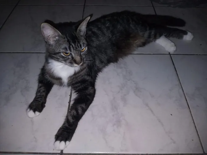 Gato raça SRD-ViraLata idade 1 ano nome Cookie