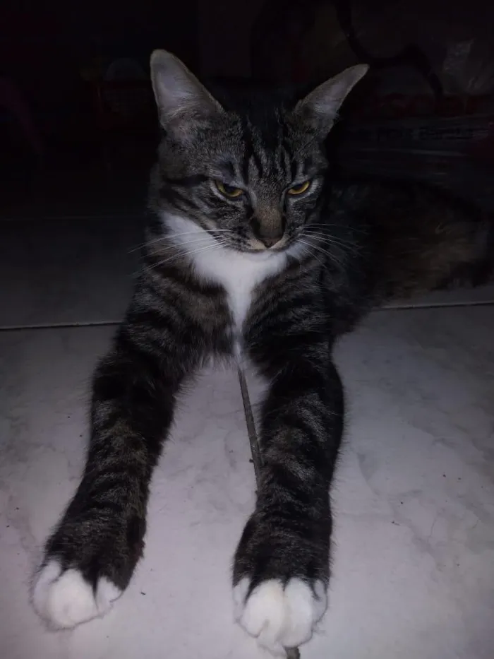 Gato raça SRD-ViraLata idade 1 ano nome Cookie