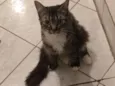 Cookie