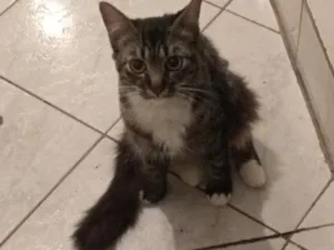 Gato raça SRD-ViraLata idade 1 ano nome Cookie