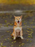 Yuna - Raça Shiba 