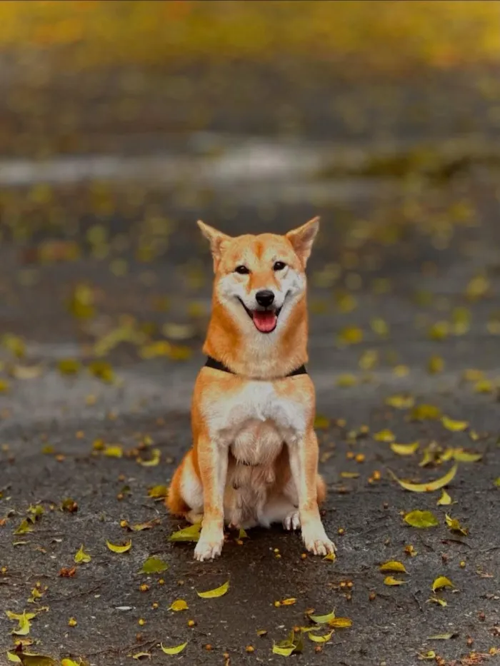 Cachorro raça SRD-ViraLata idade 5 anos nome Yuna - Raça Shiba 