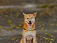 Yuna - Raça Shiba 