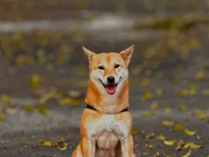 Cachorro raça SRD-ViraLata idade 5 anos nome Yuna - Raça Shiba 