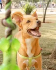 Chico