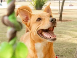 Cachorro raça SRD-ViraLata idade 4 anos nome Chico