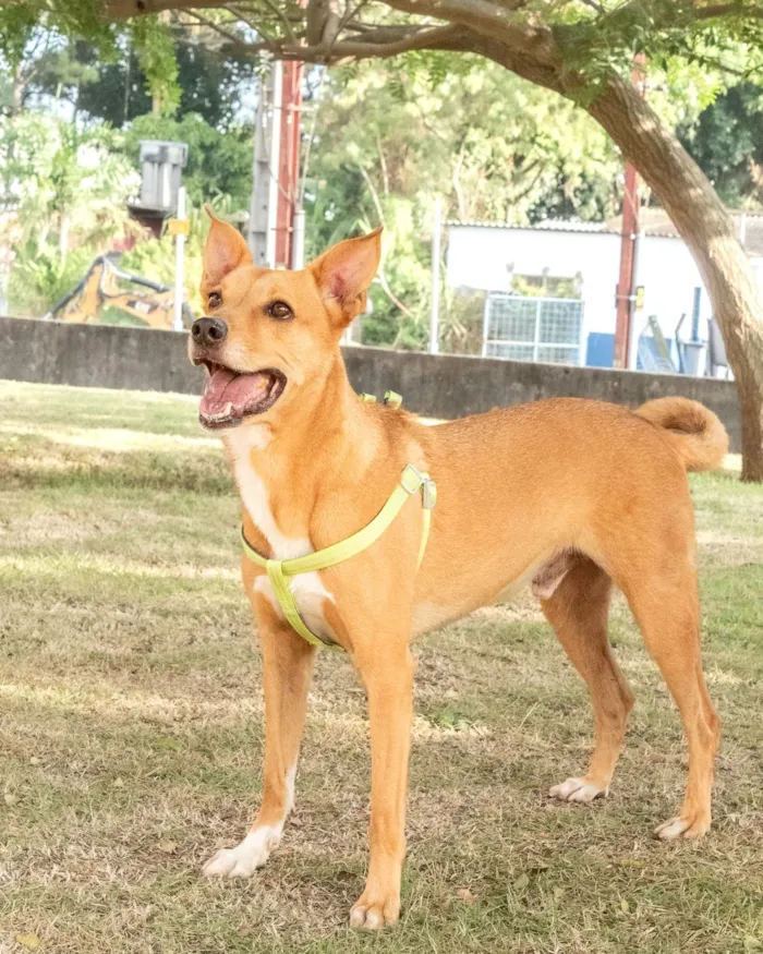 Cachorro raça SRD-ViraLata idade 4 anos nome Chico