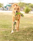 Chico