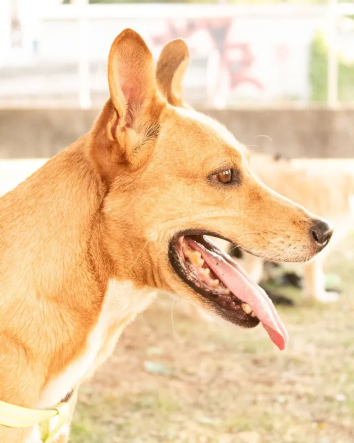 Cachorro raça SRD-ViraLata idade 4 anos nome Chico