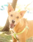 Chico