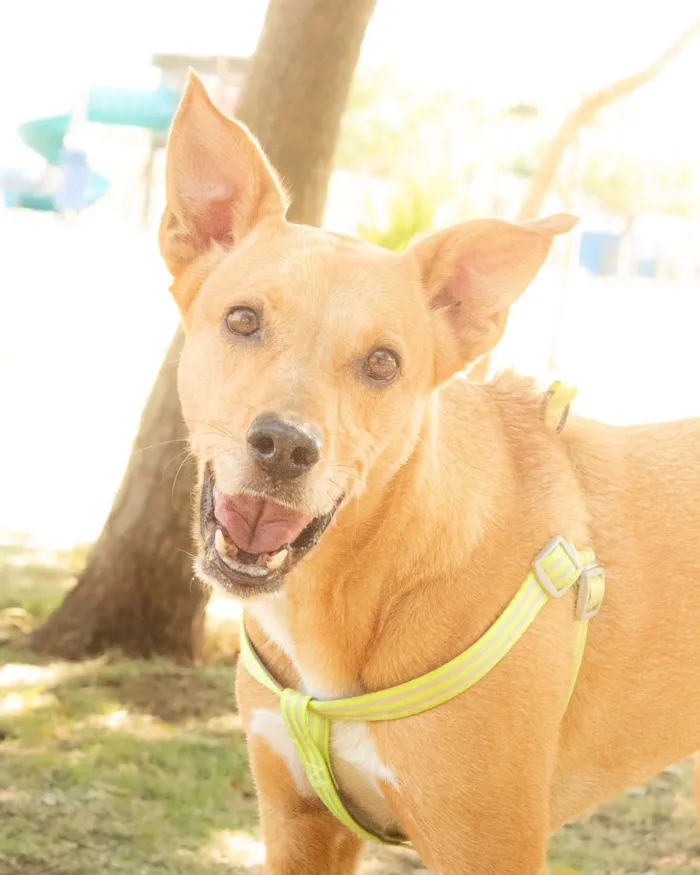 Cachorro raça SRD-ViraLata idade 4 anos nome Chico