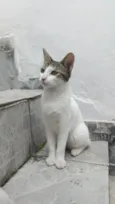 Maia