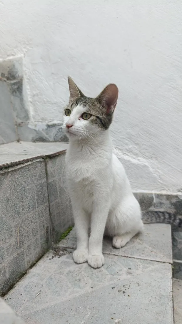 Gato raça SRD-ViraLata idade 2 a 6 meses nome Maia