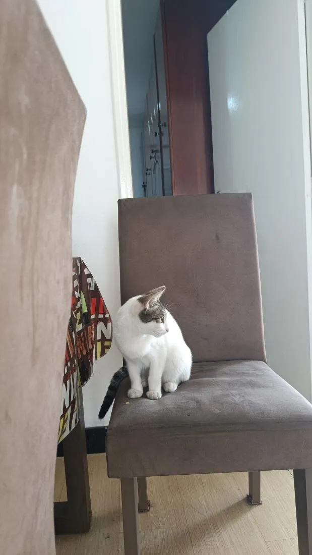 Gato raça SRD-ViraLata idade 2 a 6 meses nome Maia