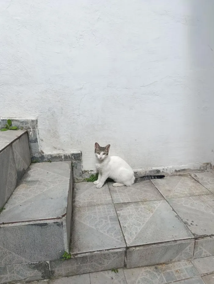 Gato raça SRD-ViraLata idade 2 a 6 meses nome Maia