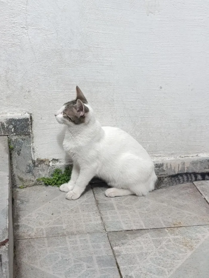 Gato raça SRD-ViraLata idade 2 a 6 meses nome Maia