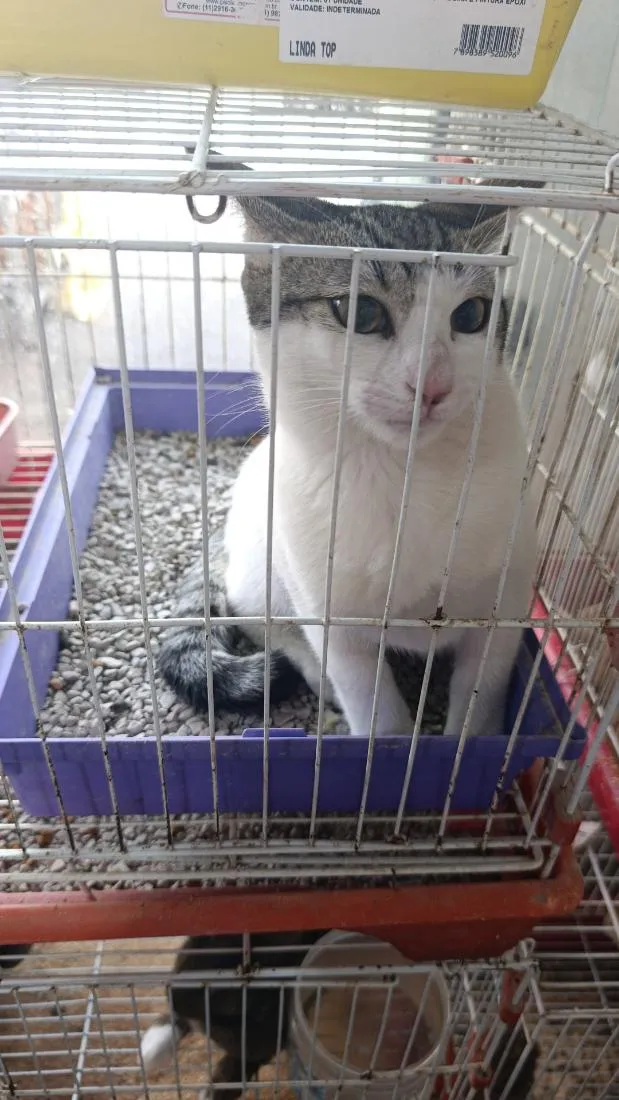 Gato raça SRD-ViraLata idade 2 a 6 meses nome Maia