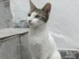 Maia