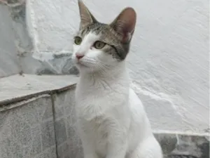 Gato raça SRD-ViraLata idade 2 a 6 meses nome Maia