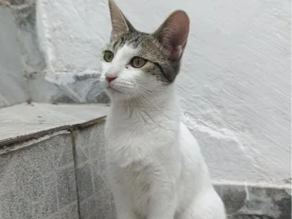 Gato raça SRD-ViraLata idade 2 a 6 meses nome Maia