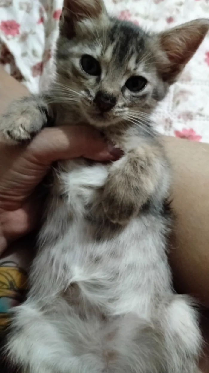 Gato raça SRD-ViraLata idade 2 a 6 meses nome Pinguelé