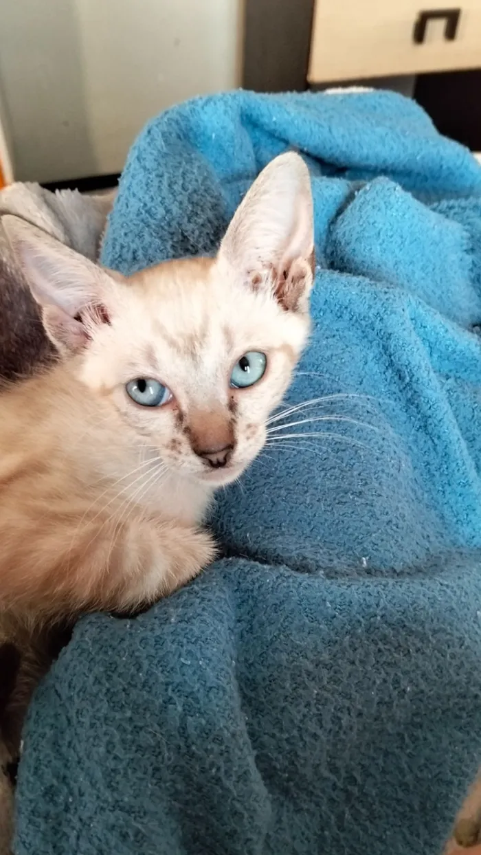 Gato raça SRD-ViraLata idade 2 a 6 meses nome Bernadete 