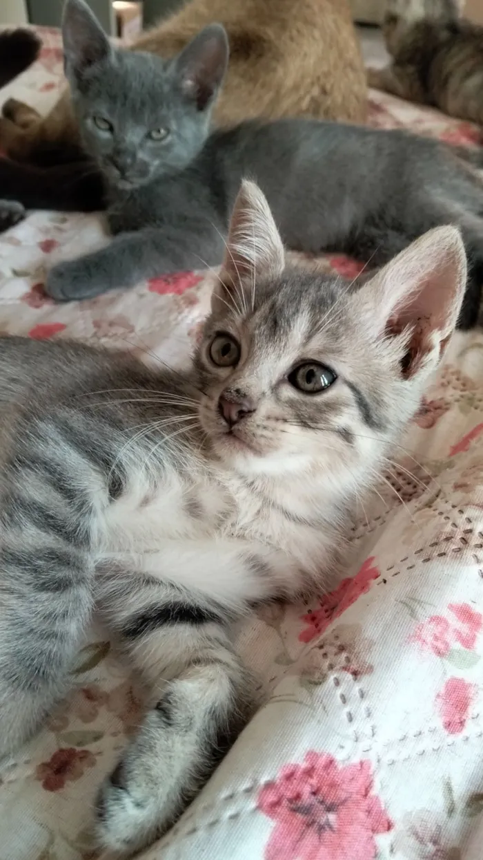 Gato raça SRD-ViraLata idade 2 a 6 meses nome Pinguelé