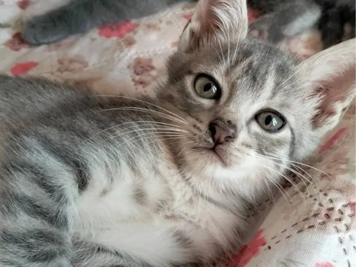 Gato raça SRD-ViraLata idade 2 a 6 meses nome Pinguelé
