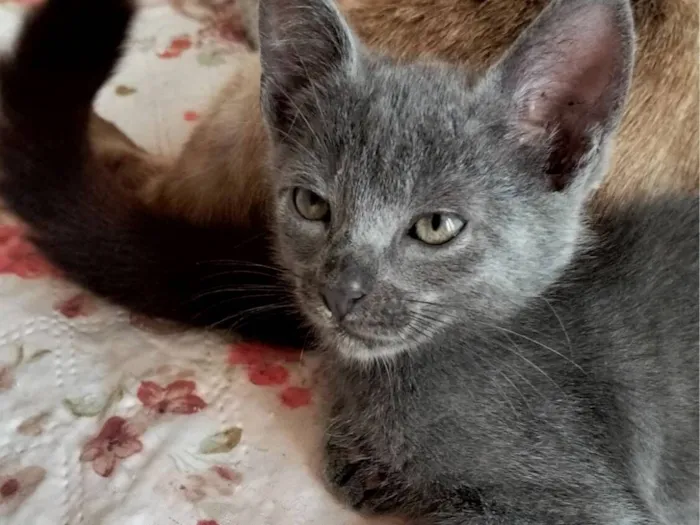 Gato raça SRD-ViraLata idade 2 a 6 meses nome Picolino 