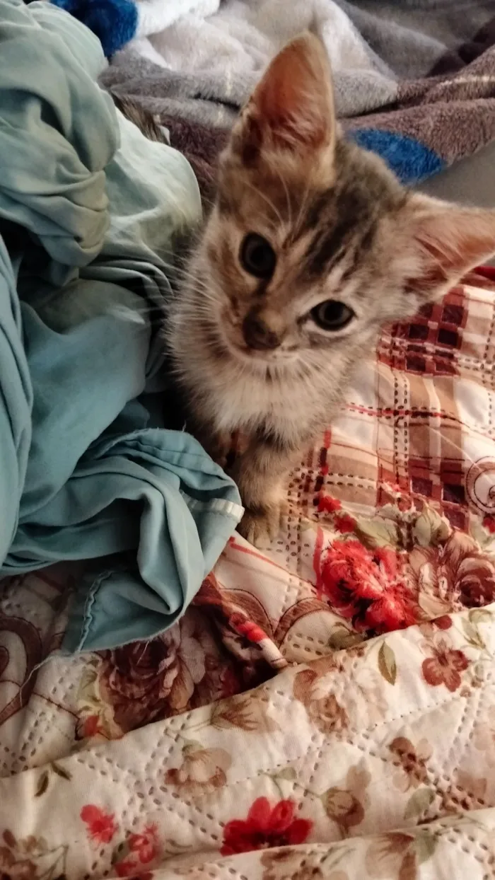 Gato raça SRD-ViraLata idade 2 a 6 meses nome Pinguelé