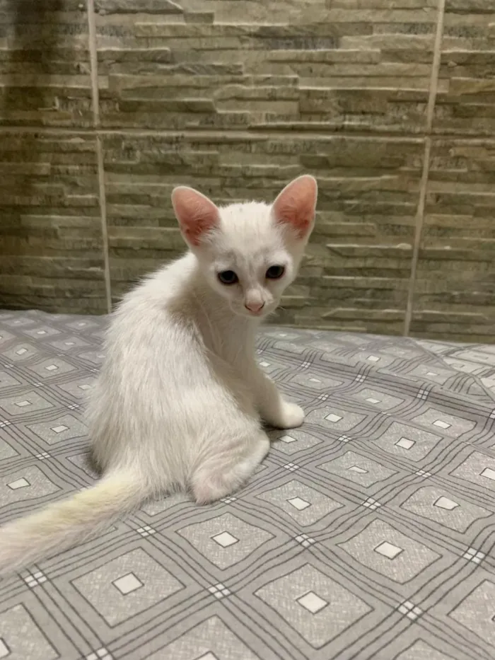 Gato raça SRD-ViraLata idade 2 a 6 meses nome branquinha