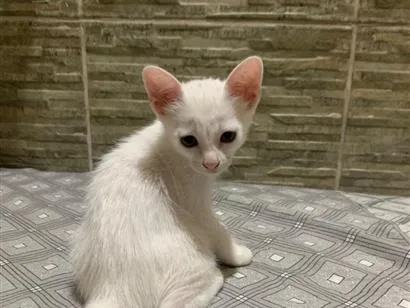 Gato raça SRD-ViraLata idade 2 a 6 meses nome branquinha