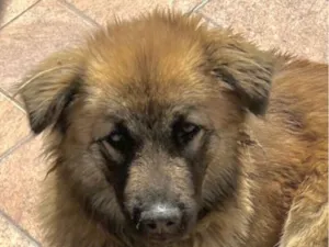Cachorro raça Pastor Alemão idade 2 a 6 meses nome Lion 