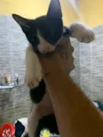 scar