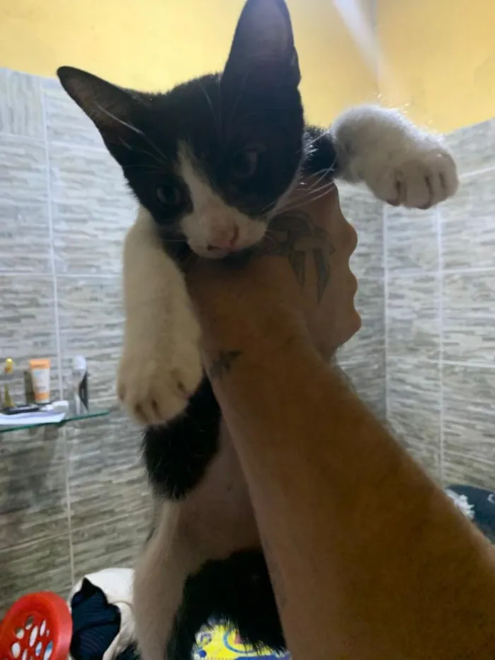 Gato raça SRD-ViraLata idade 2 a 6 meses nome scar