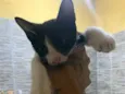 scar