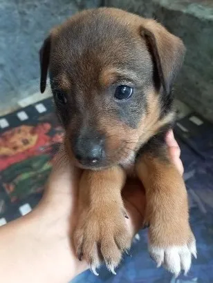 Cachorro raça SRD-ViraLata idade Abaixo de 2 meses nome Hamburguinho. 